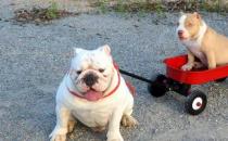 美國惡霸犬是什么？美國惡霸犬怎么養？