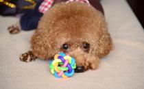 泰迪怎么養(yǎng)？泰迪多少錢能買到？