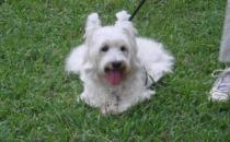 西高地白梗多少錢一條？西高地白梗怎么養？