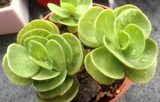 金錢木怎么養(yǎng)殖?金錢木的簡介