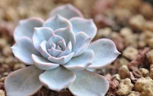 藍石蓮的養殖方法-藍石蓮是什么?