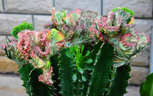 龍骨柱的養(yǎng)殖方法-龍骨柱是什么?