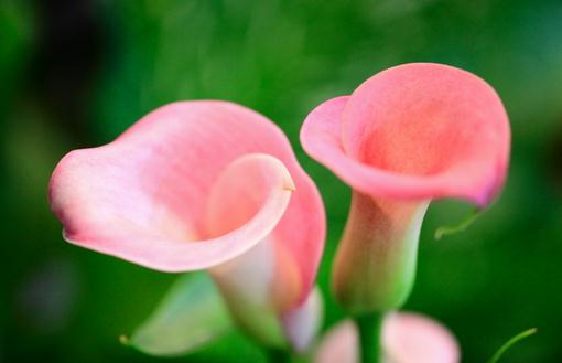 馬蹄蓮怎么種植?馬蹄蓮的簡(jiǎn)介