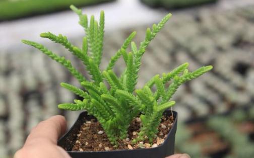 若綠的養殖方法-若綠是什么?