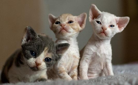 德文卷毛貓是什么？德文卷毛貓怎么養？