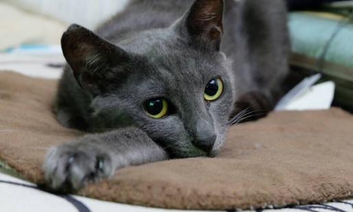 俄羅斯藍貓的簡介-俄羅斯藍貓的生活習性