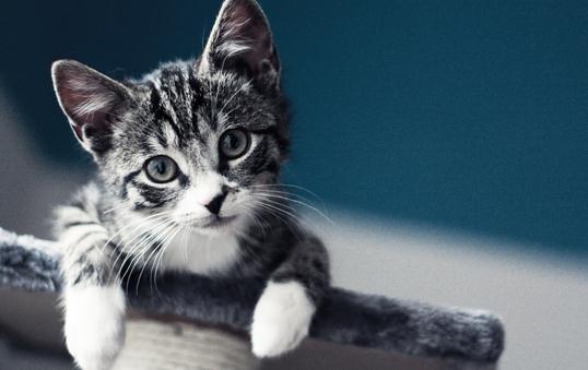 虎斑貓的簡介-虎斑貓怎么養?