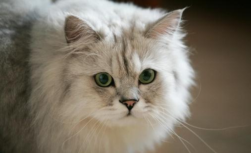 金吉拉貓多少錢一只？金吉拉貓怎么養？