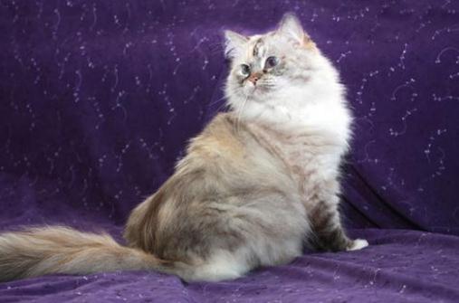 襤褸貓是什么貓？襤褸貓的生活習性