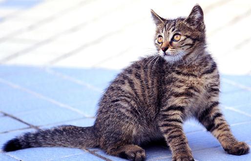 貍花貓多少錢一只?貍花貓的簡介