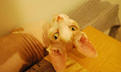 斯芬克斯貓?jiān)趺答B(yǎng)?斯芬克斯貓的生活習(xí)性