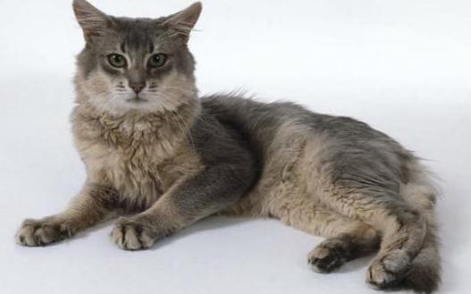 索馬里貓是什么？索馬里貓怎么養？