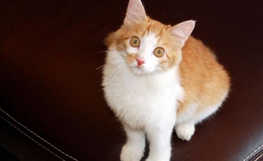 土耳其安哥拉貓的生活習性是什么?