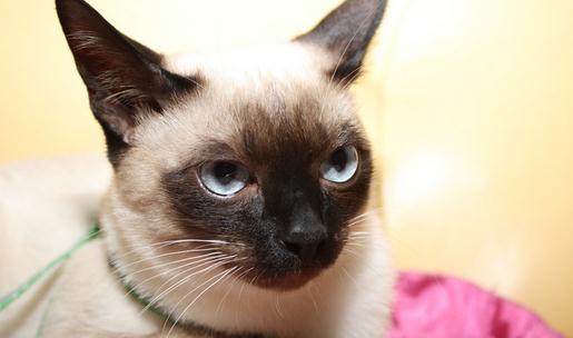 暹羅貓的生活習性-暹羅貓多少錢一只？