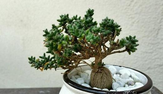 姬紅小松的養(yǎng)殖方法-姬紅小松的簡(jiǎn)介