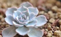 藍石蓮的養殖方法-藍石蓮是什么？