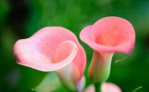 馬蹄蓮怎么種植？馬蹄蓮的簡介