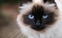 伯曼貓的簡介-伯曼貓的生活習性