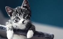 虎斑貓的簡介-虎斑貓怎么養？