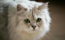 金吉拉貓多少錢一只？金吉拉貓怎么養？