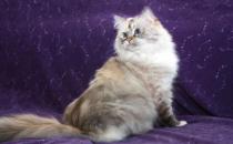 襤褸貓是什么貓？襤褸貓的生活習性