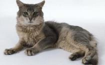 索馬里貓是什么？索馬里貓怎么養(yǎng)？