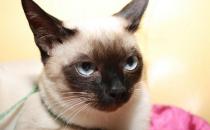 暹羅貓的生活習性-暹羅貓多少錢一只？