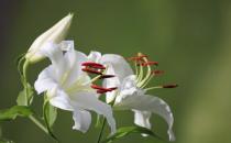 百合花的象征意義-百合花的養殖技巧