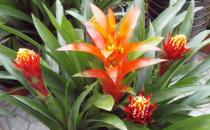 鴻運當頭的介紹-鴻運當頭的養護技巧