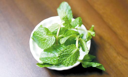 薄荷是什么？薄荷對家居環境的影響