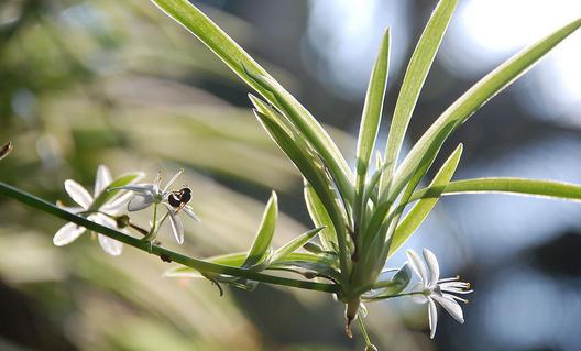 吊蘭的品種有哪些?吊蘭的花語(yǔ)