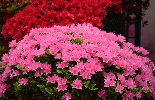 杜鵑花的介紹-杜鵑花如何養(yǎng)護(hù)?