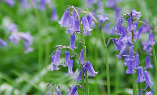 風信子是什么?風信子對家居環境的影響