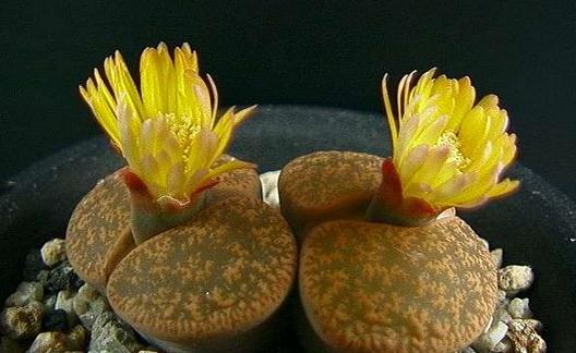 生石花的養殖方法-生石花是什么？