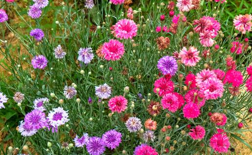 矢車菊的簡介-矢車菊怎么種植？