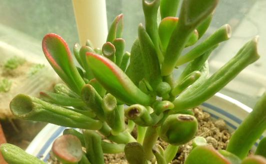 筒葉花月是什么?筒葉花月的養(yǎng)護方法