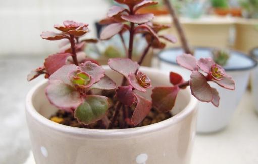 小球玫瑰是什么?小球玫瑰的養殖方法