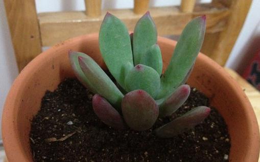 星美人的簡(jiǎn)介-星美人的養(yǎng)殖方法