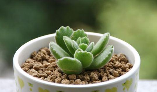 熊童子的養殖方法-熊童子是什么?