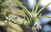 吊蘭的品種有哪些？吊蘭的花語