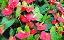 紅掌是什么？紅掌對家居環境的影響