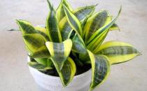 虎皮蘭對家居環境的影響-虎皮蘭是什么？