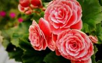 四季海棠的簡介-四季海棠的養殖方法