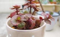 小球玫瑰是什么？小球玫瑰的養(yǎng)殖方法