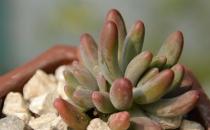 乙女心是什么？乙女心的養殖方法