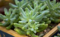 玉米石的養殖方法-玉米石的簡介