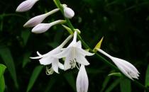 玉簪花的簡介-玉簪花怎么養殖？