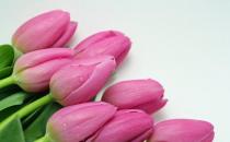 郁金香的簡介-郁金香的作用