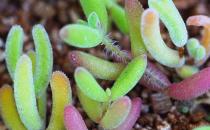 枝干番杏的簡介-枝干番杏的養殖方法