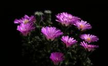 紫晃星的簡介-紫晃星的養殖方法